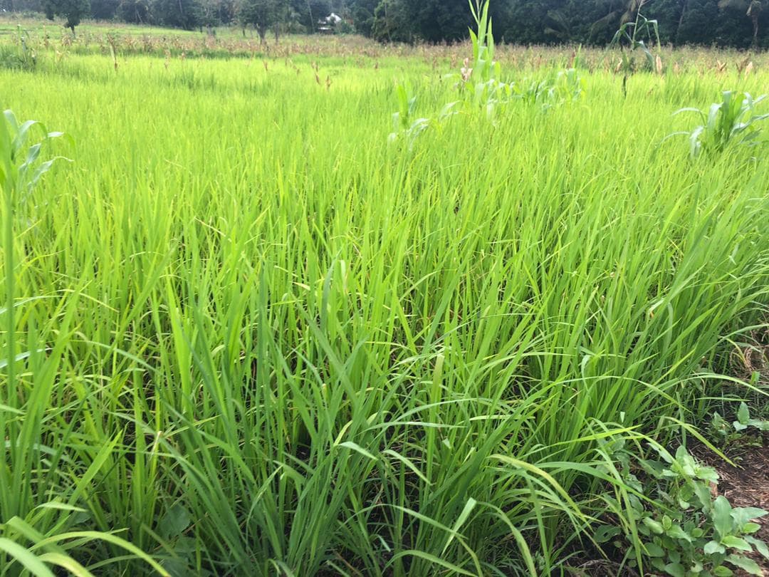 Iringa forestry farm 4