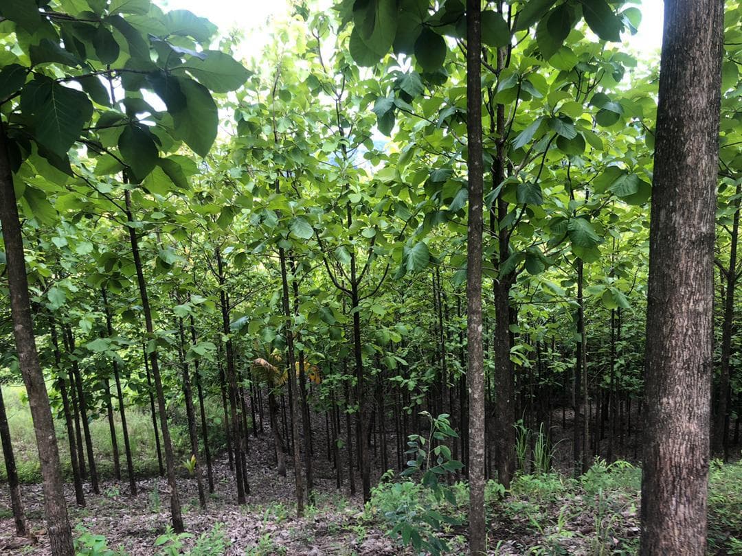 Iringa forestry farm 5